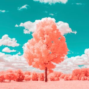 lone tree